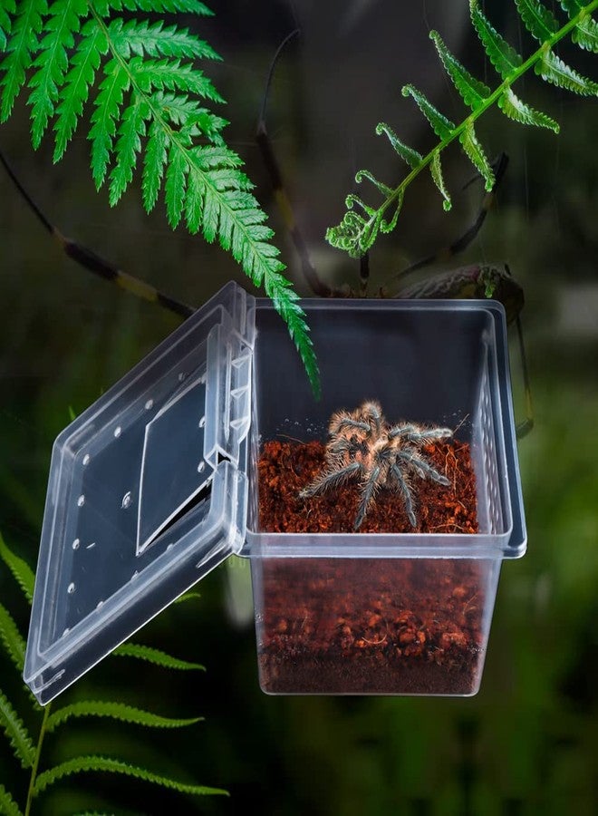 DQITJ 10 Pack Small Size Spider Terrariums Breeding Box Hatching Container Insect Scorpion Centipede Acrylic Breeding Box (with 10 Pcs Micro Water Bowl - Image 2